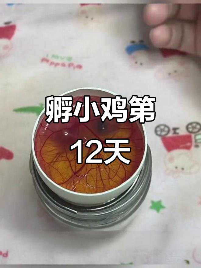 用鸭蛋壳孵化小鸡,12天发育惊人