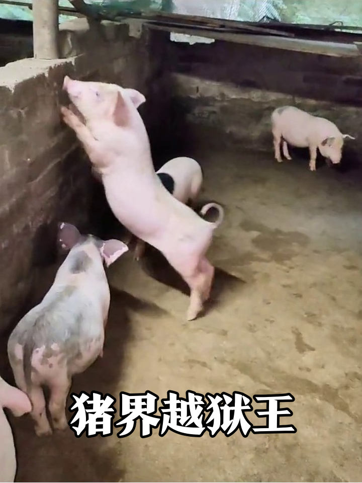小猪集体策划越狱,墙都被拱出表情包!