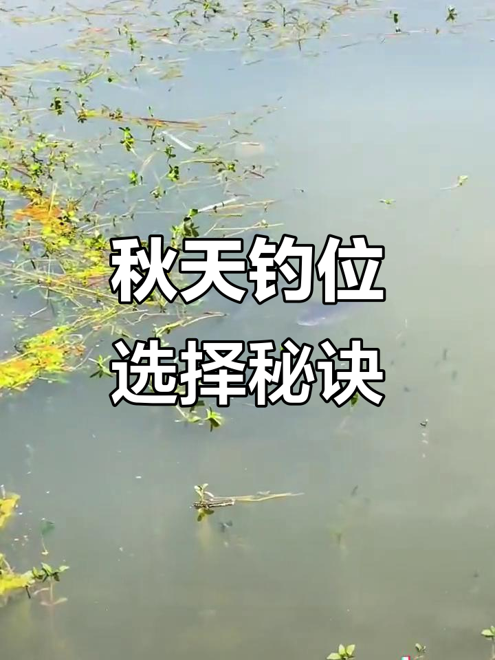 秋季钓鱼技巧:鱼藏在哪里?四个口诀教你连竿