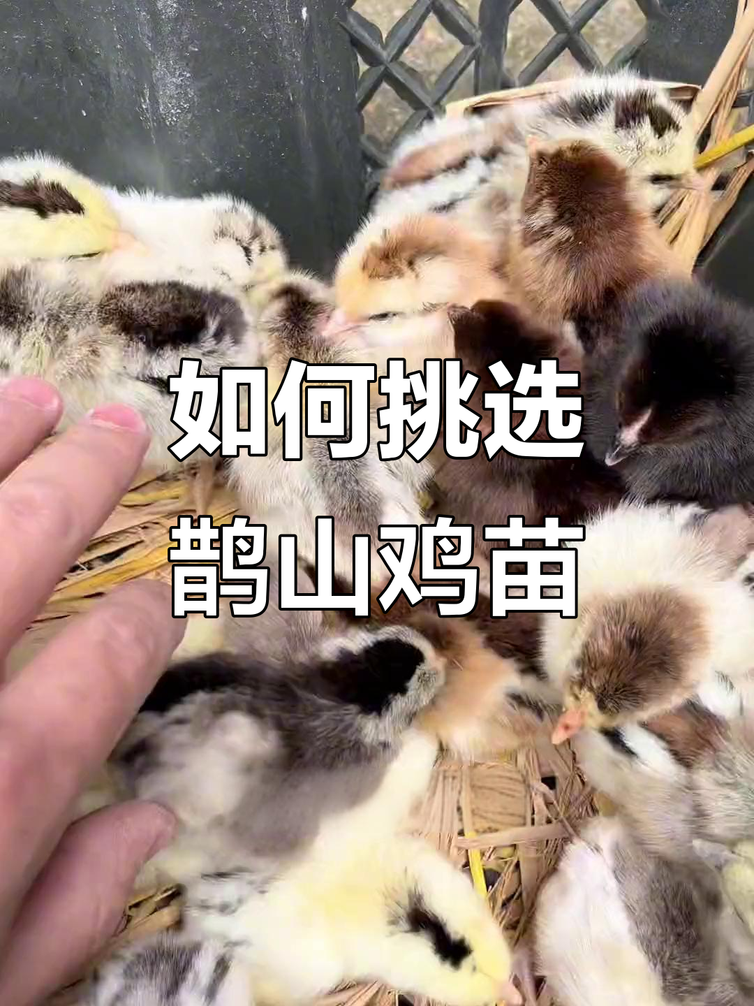 鹊山鸡苗选购指南:如何避免踩坑,成本揭秘