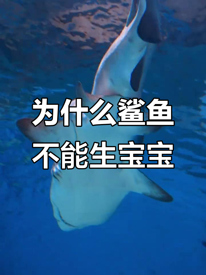 鲨鱼为何不生孩子?揭秘雌雄差异与生育方式