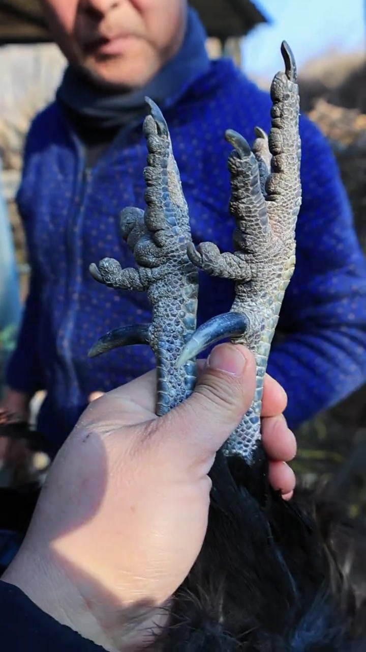 新泰市龙廷镇小北山村今日抓到二三年的草鸡公鸡