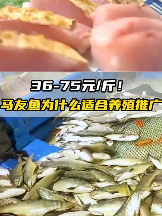 36-75元/斤,马友鱼为什么适合养殖推广?水产养殖 马友鱼 名特优新农产品 水产人