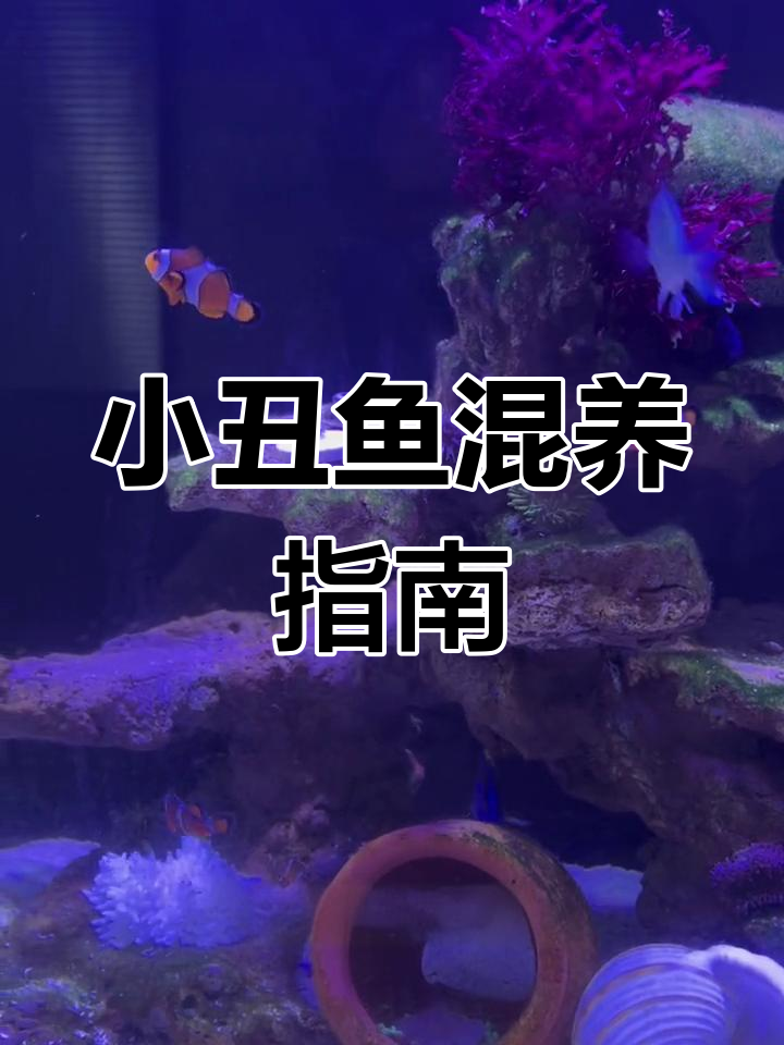 公子小丑与番茄小丑能共养,但毕加索不行