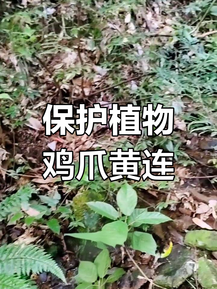 野生鸡爪黄连,苦味难言