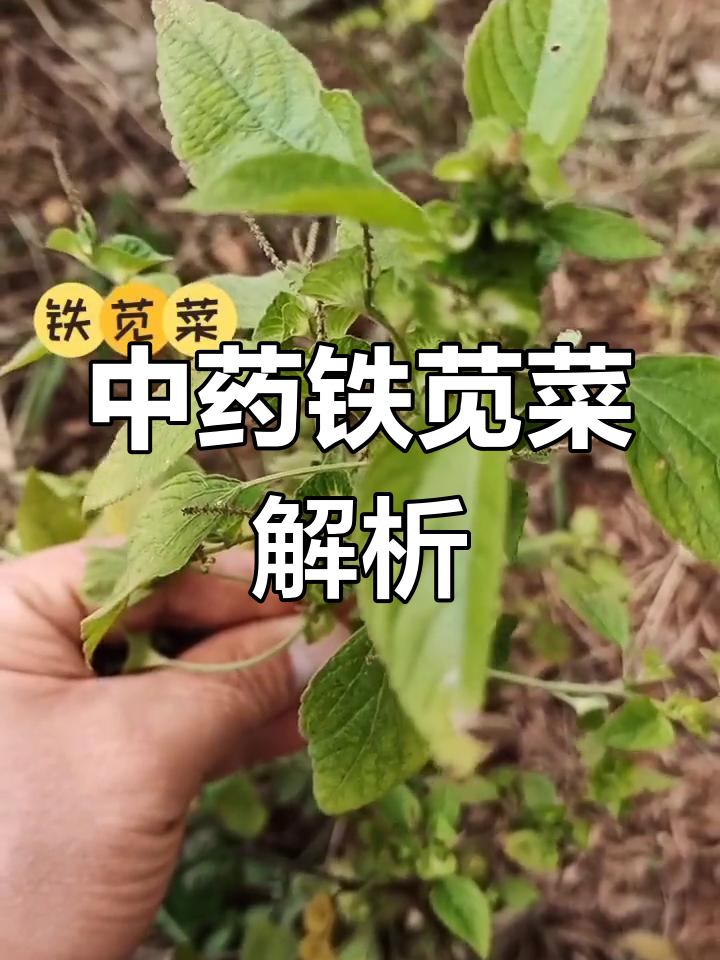 铁苋菜的中药功效与应用