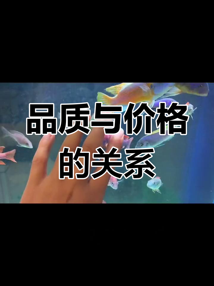 三湖慈鲷岩栖混养,蝴蝶与孔雀和谐共处