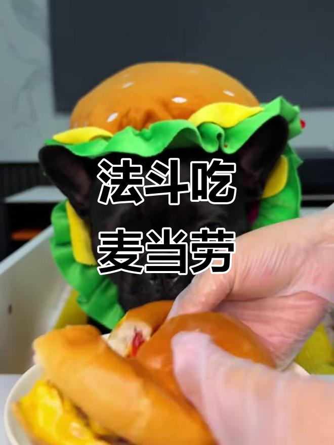 萌宠法斗吃麦当劳双层吉士汉堡,地位升级成小馋狗
