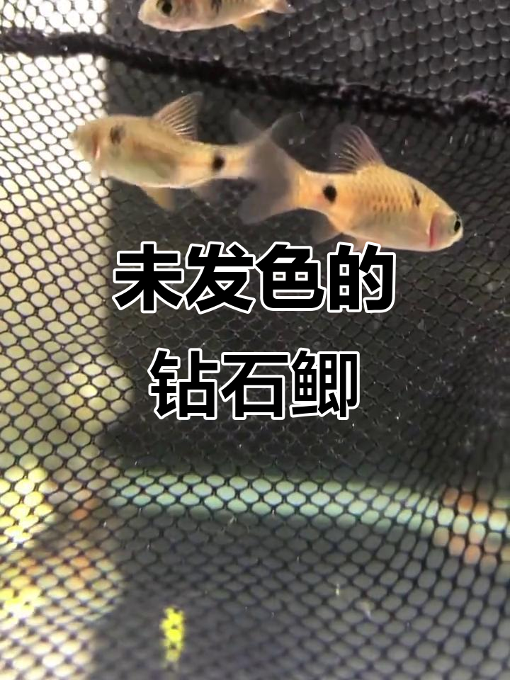 泰国彩虹鲫,尺寸3cm左右,未发色