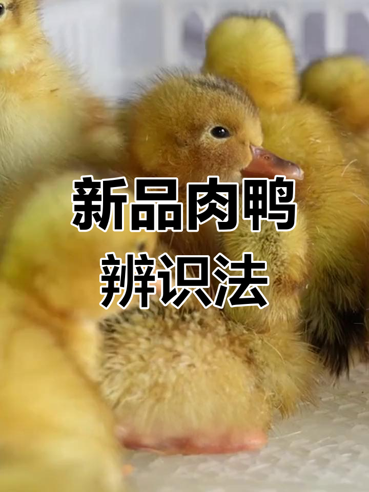 四川新品种肉鸭,教你如何辨别!