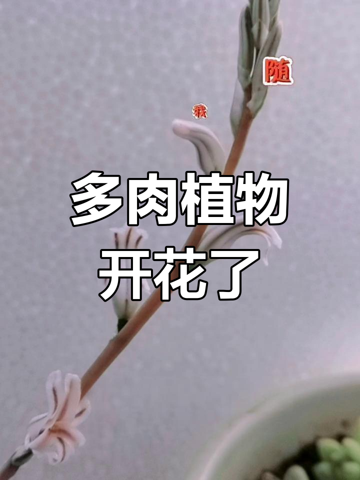 玉露开花,多肉迷的喜悦时刻