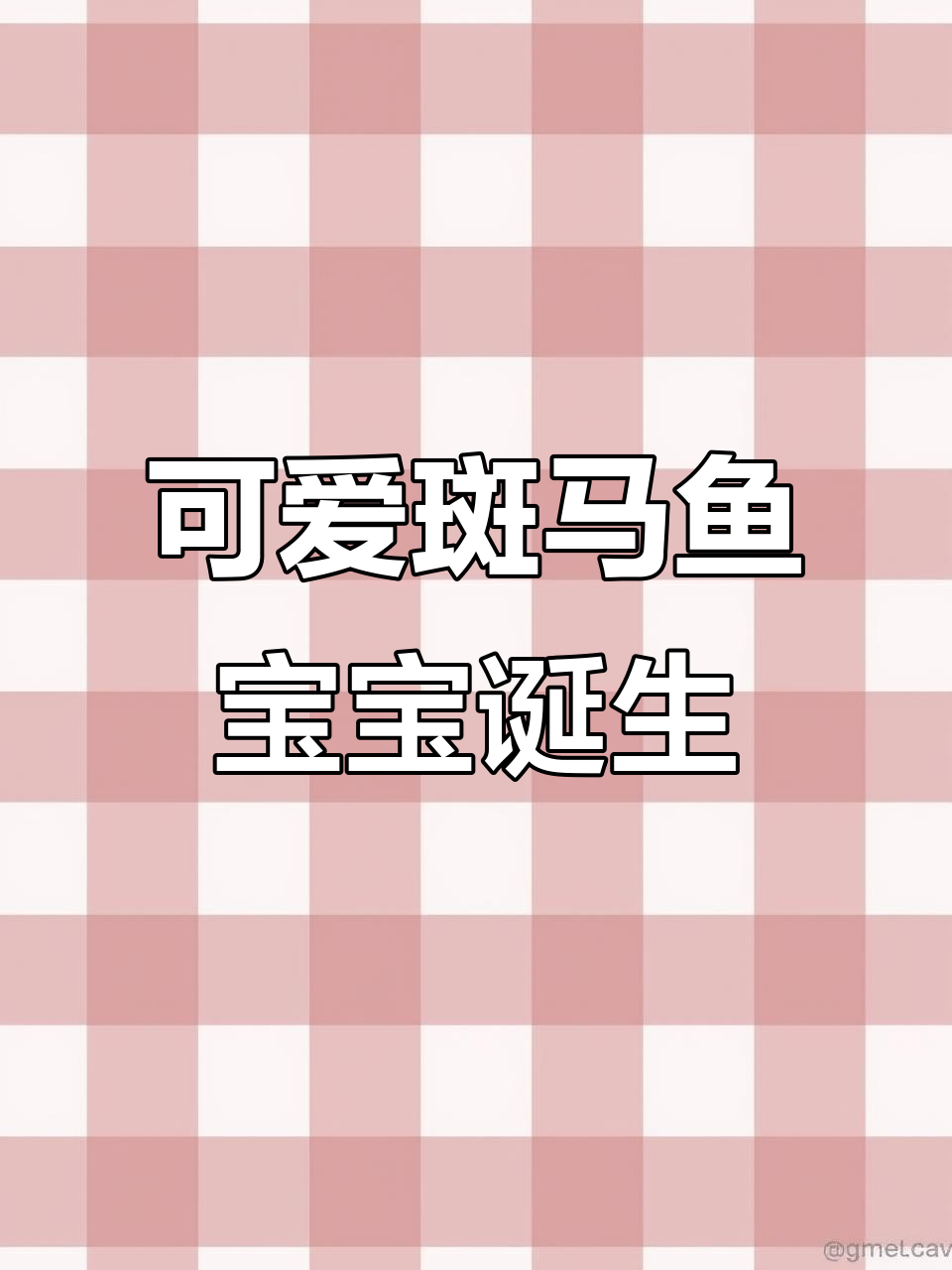斑马鱼产卵全过程,宝宝们出生了!