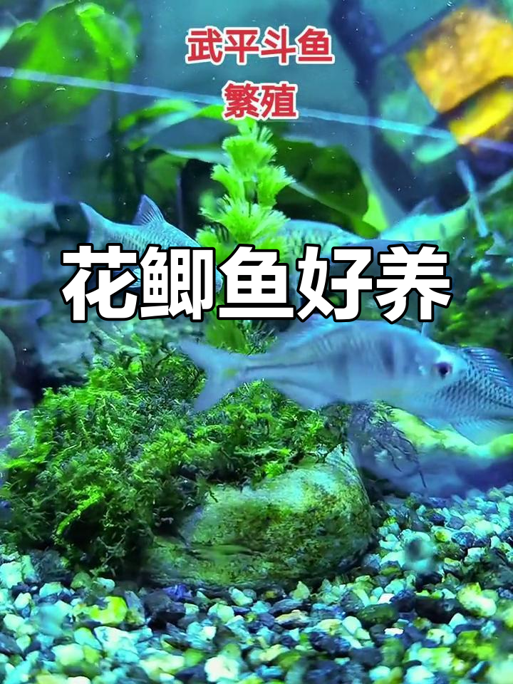 武平本地花鲫鱼,金色花纹易养