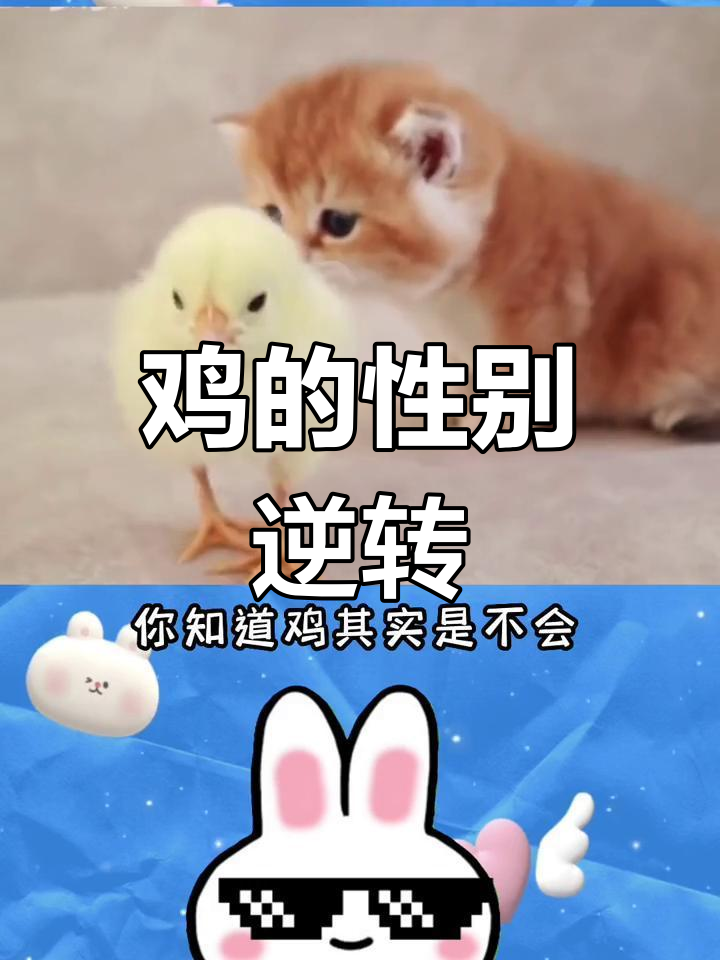 母鸡能变成公鸡?揭秘神奇现象