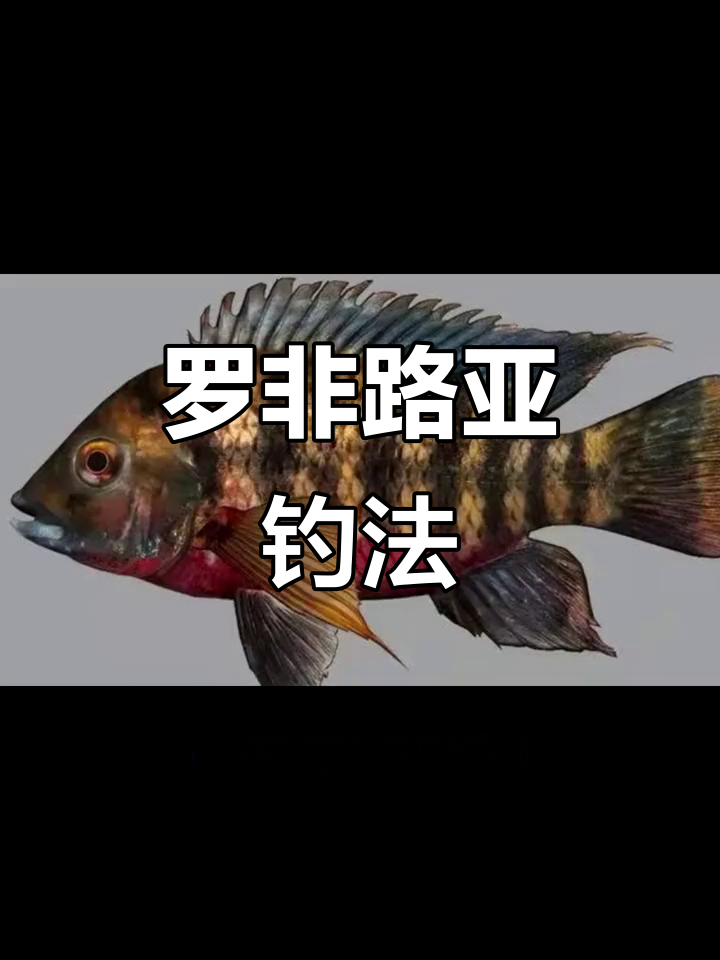 路亚罗非鱼的最佳饵料选择,如何用亮片、飞蝇钩捕捉凶猛太阳飞