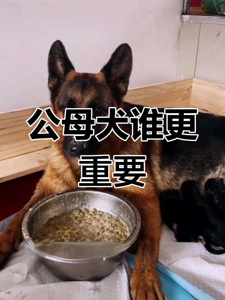公犬与母犬在繁殖中的重要性,哪个更关键?