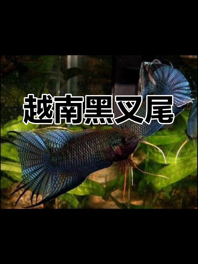 越南黑叉尾斗鱼:蓝珍珠天堂鸟