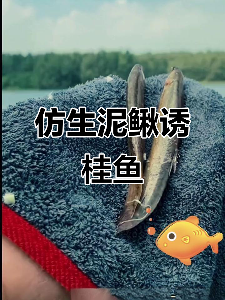 不用活泥鳅也能钓桂鱼，仿真软饵让你轻松连杆