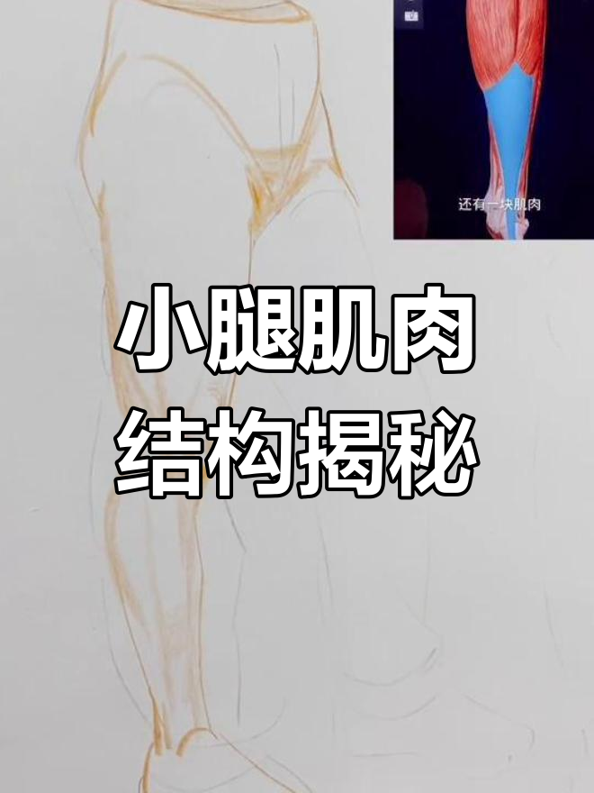 小腿三头肌的解剖与功能详解:腓肠肌、比目鱼肌全解析