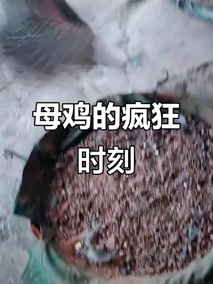 母鸡疯狂行为大赏,竹鸡、鹧鸪齐飞