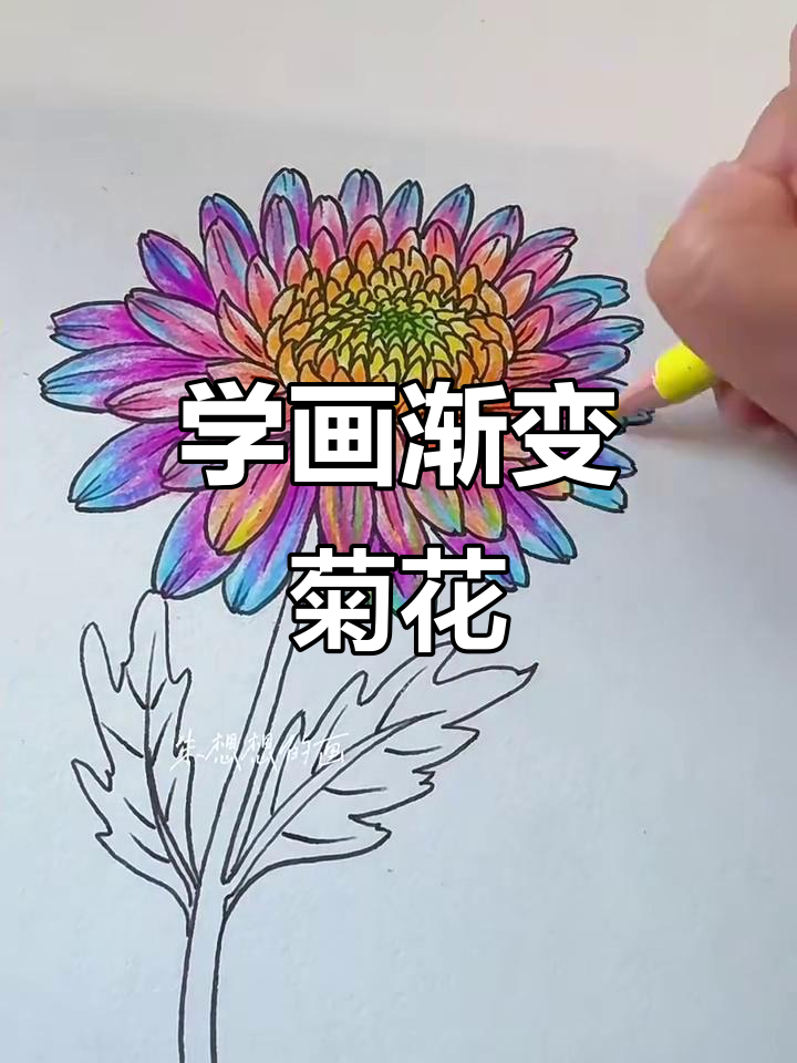 渐变色菊花画法,简单步骤教你画出美丽花朵