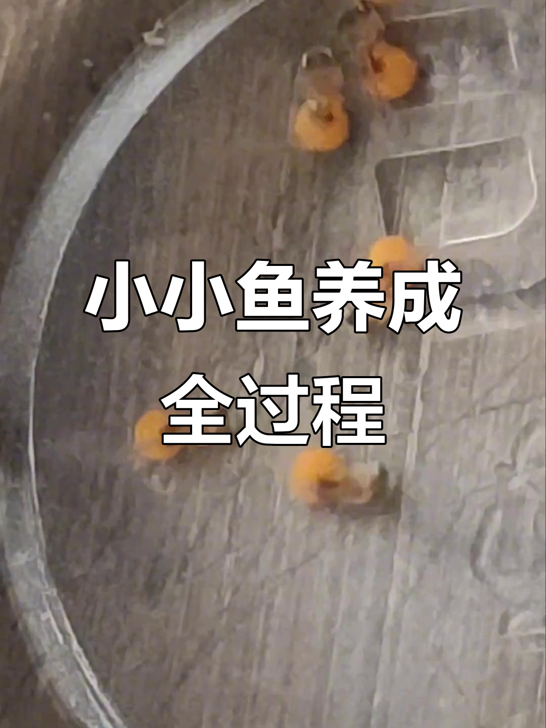 小小鱼成长记:从卵到成鱼的奇妙旅程