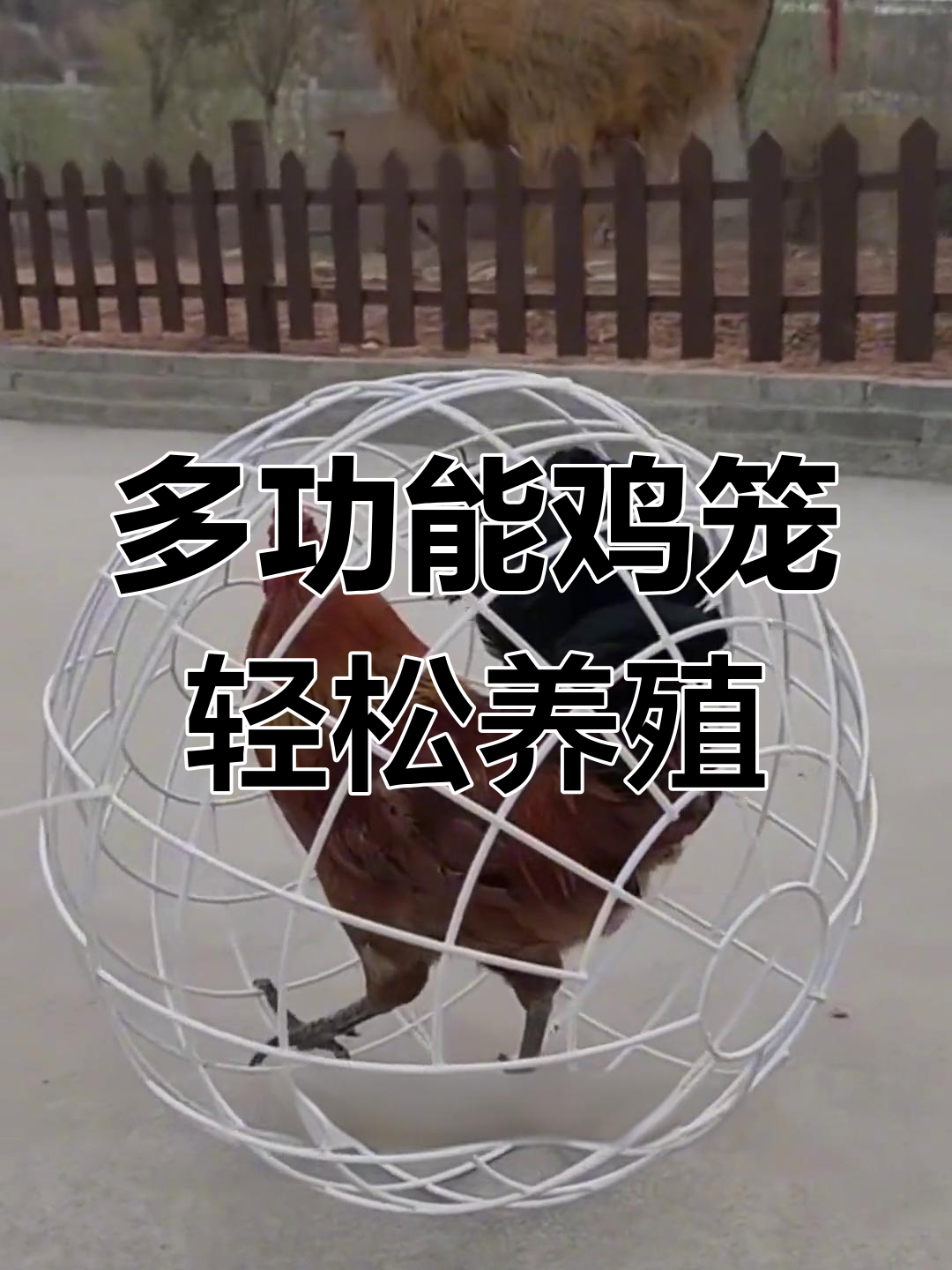 防黄鼠狼又散养,这种鸡笼让土鸡更自由
