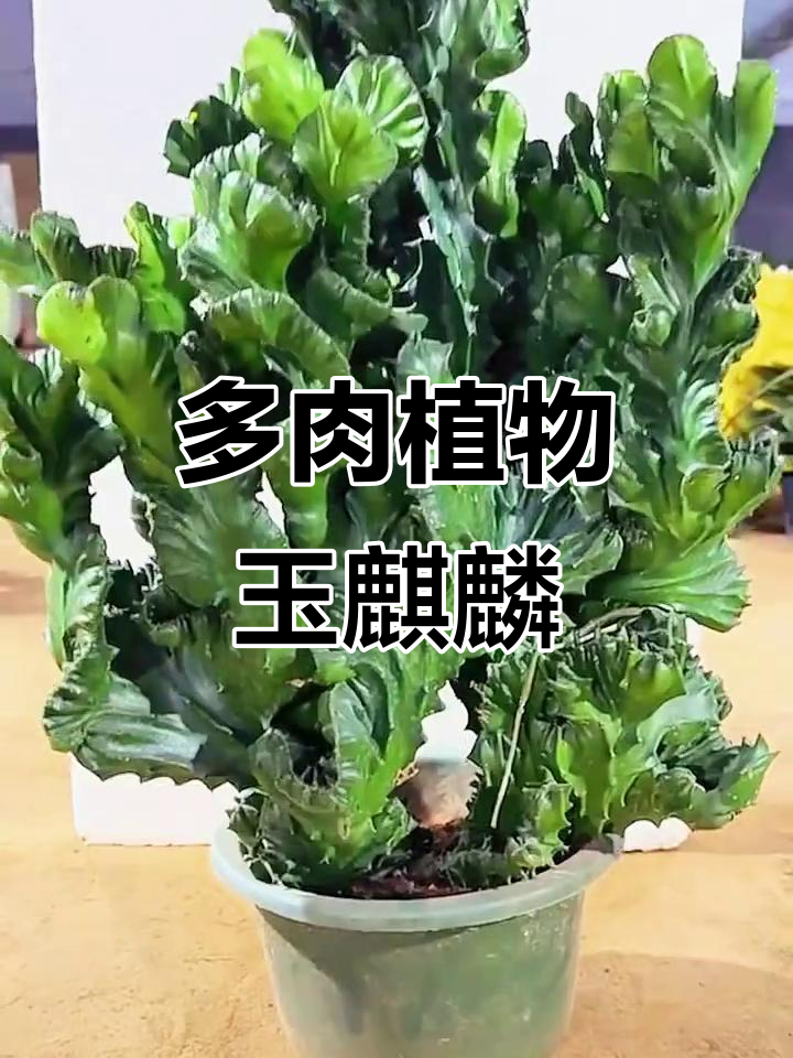 玉麒麟多肉:清新挺拔,耐旱易养,南北皆宜
