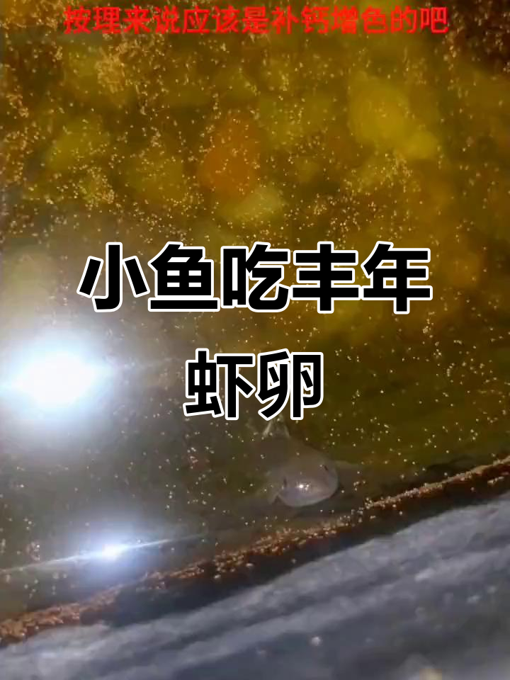 丰年虾卵壳喂小鱼,补钙增色效果如何?