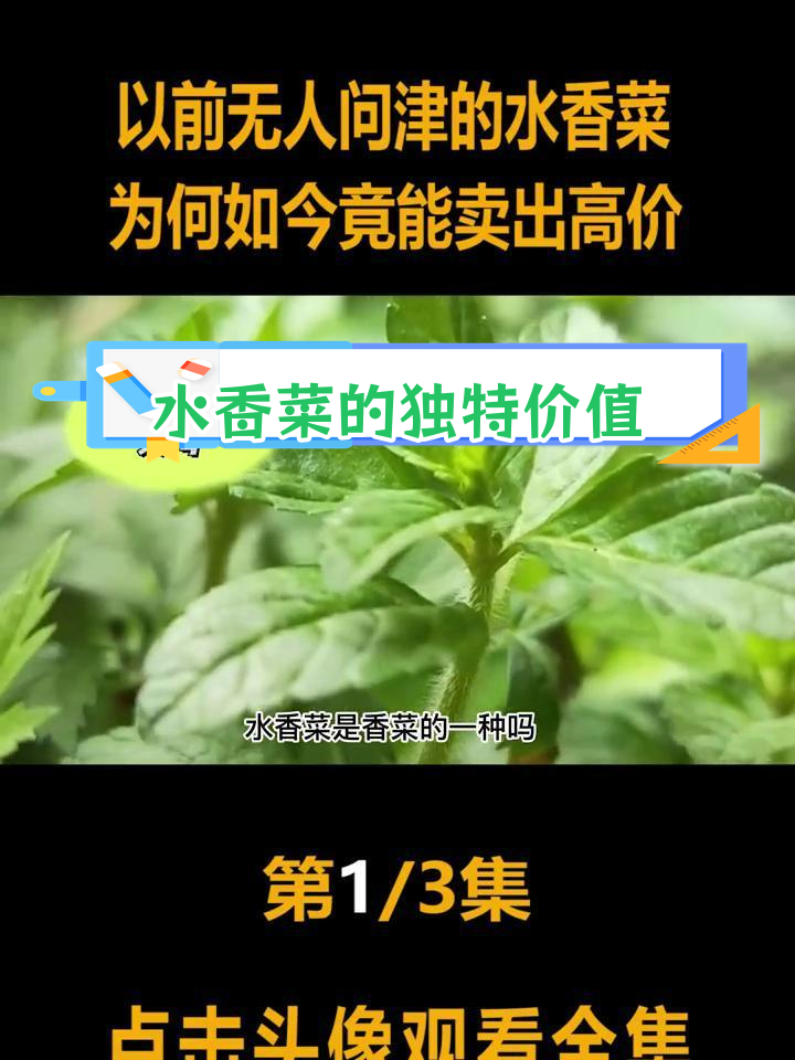 云南水香菜为何能卖高价?