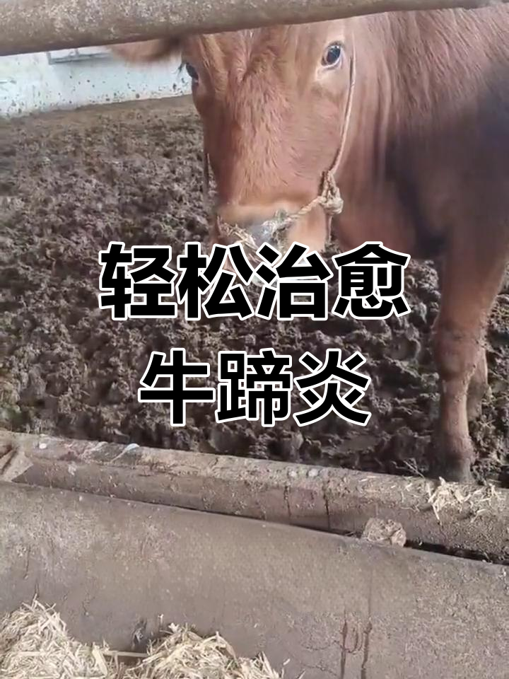 牛蹄红肿腐皮病特效治疗法