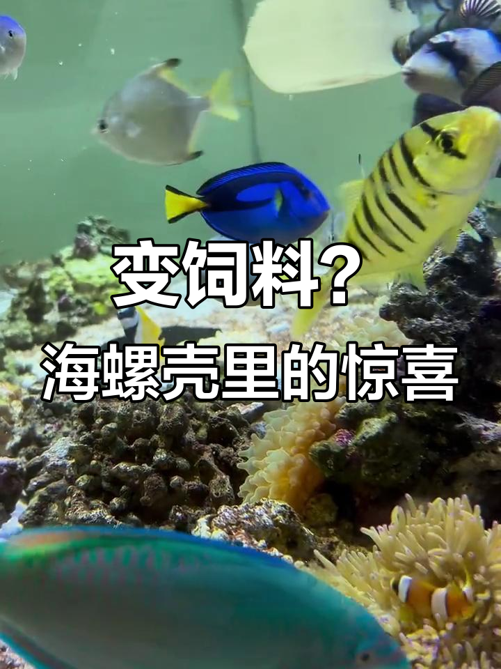 海洋生物盲盒开箱，寄居蟹、小鱼和闪电小丑鱼齐登场