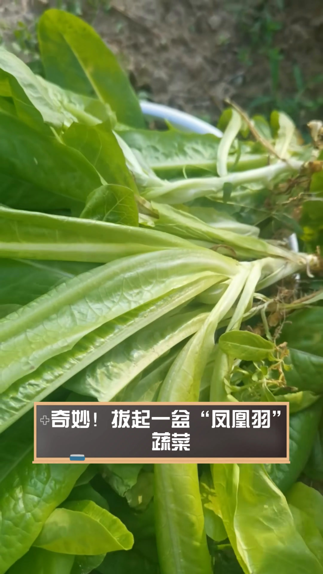 奇妙!拔起一盆“凤凰羽”蔬菜