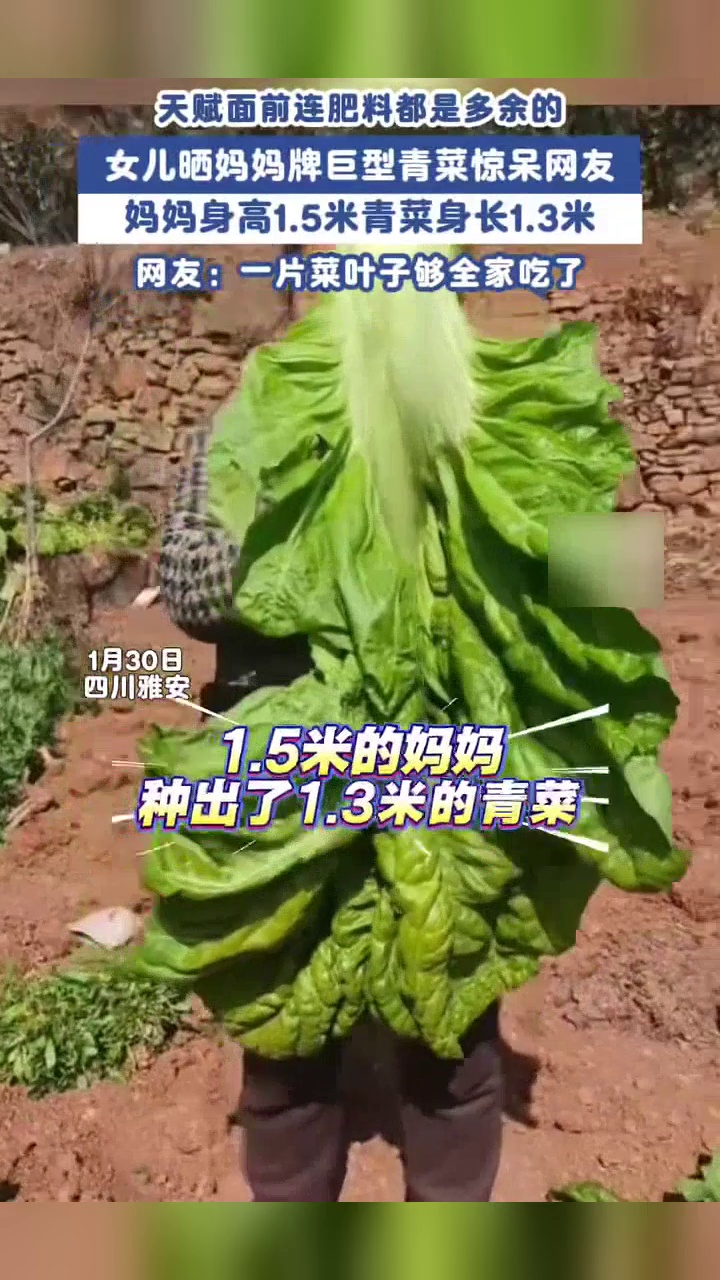 女生晒妈妈种出的巨无霸青菜,一片叶子能炒一盆菜,抱起来有半个人大