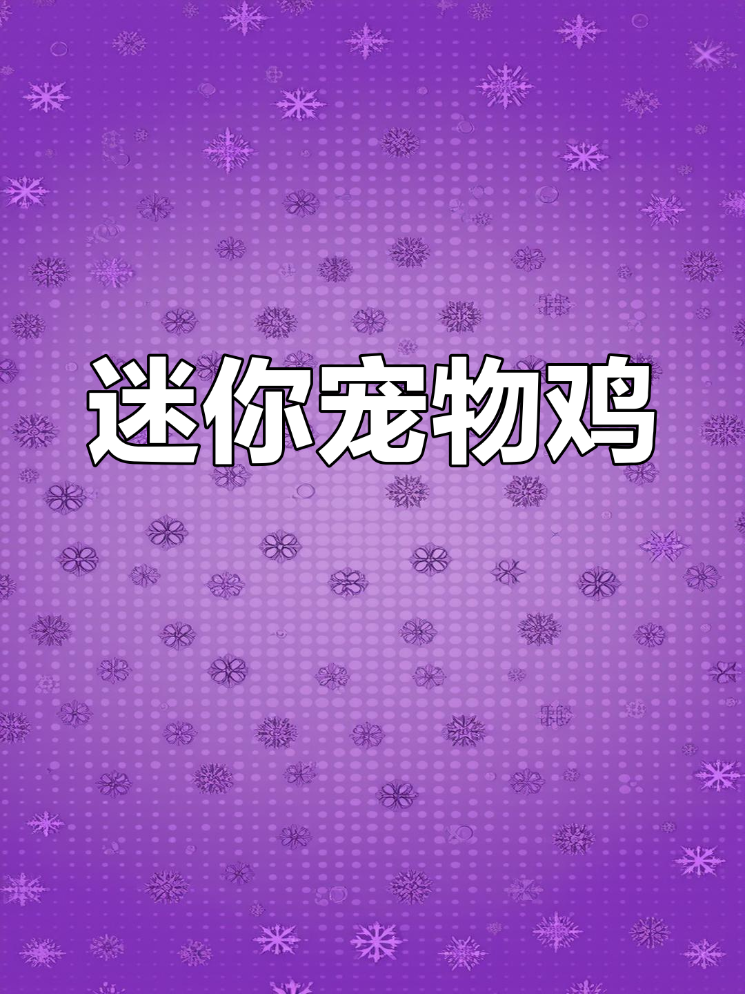 世界最小观赏鸡:赛拉玛的奇妙世界