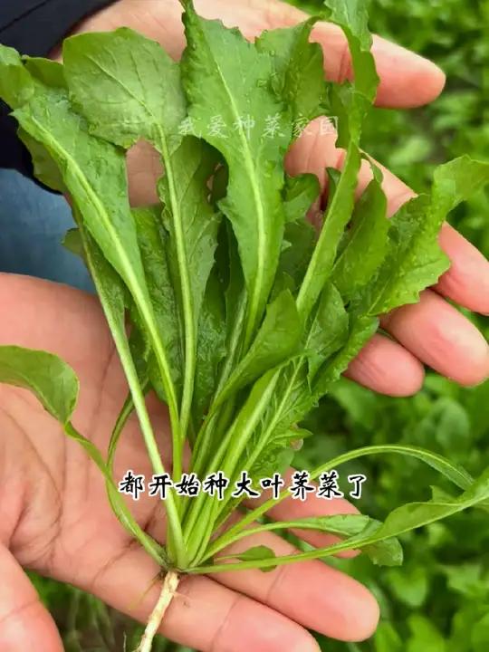 立秋后,大叶荠菜可以种了 蔬菜种子 田园生活 我的小菜园 种菜