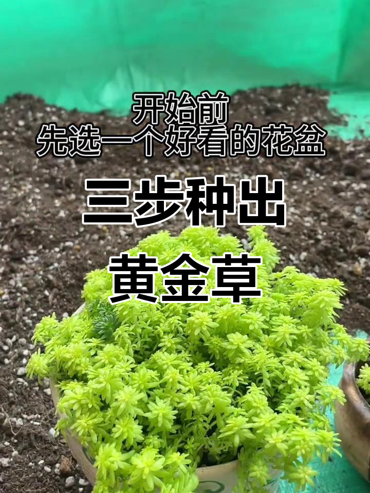 黄金草扦插技巧,三步打造小草坪