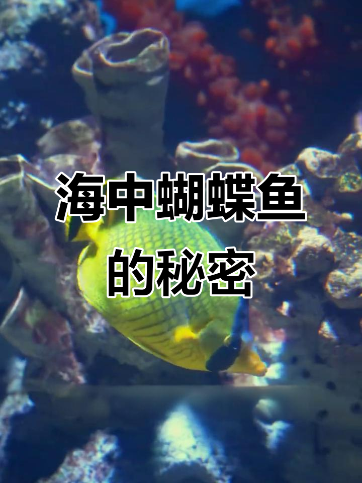 蝴蝶鱼：海中的“花蝴蝶”，色彩变幻与珊瑚共舞