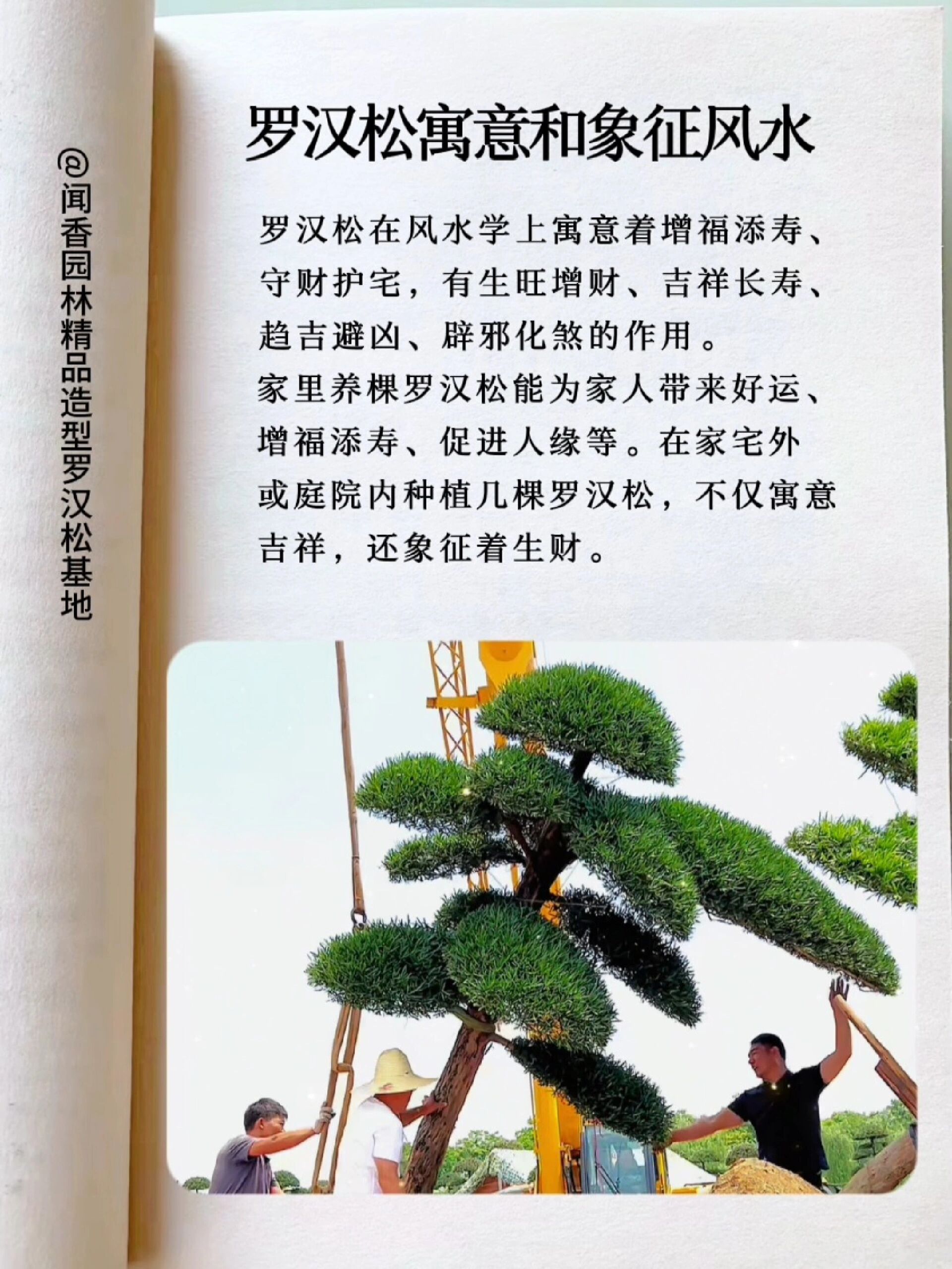 造型罗汉松寓意和象征风水