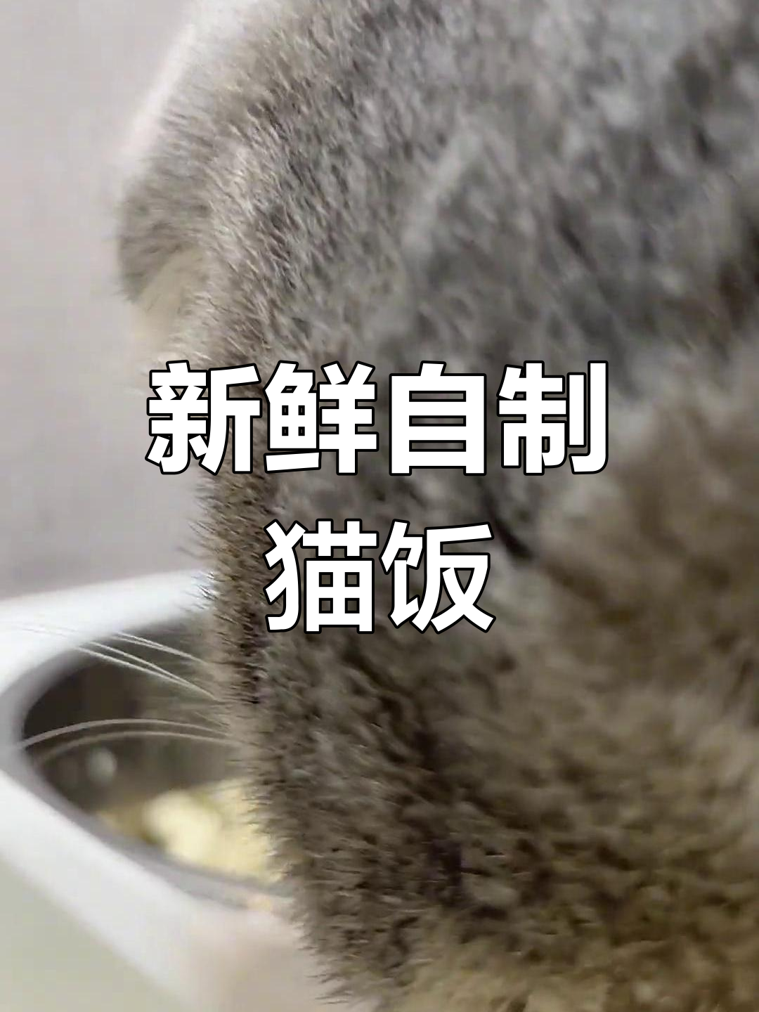 自制猫饭,猫咪的最爱