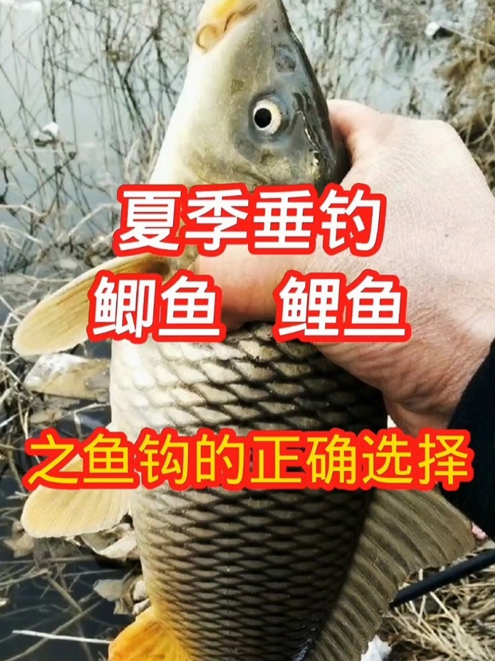 鲫鱼鲤鱼 鱼钩的正确选择