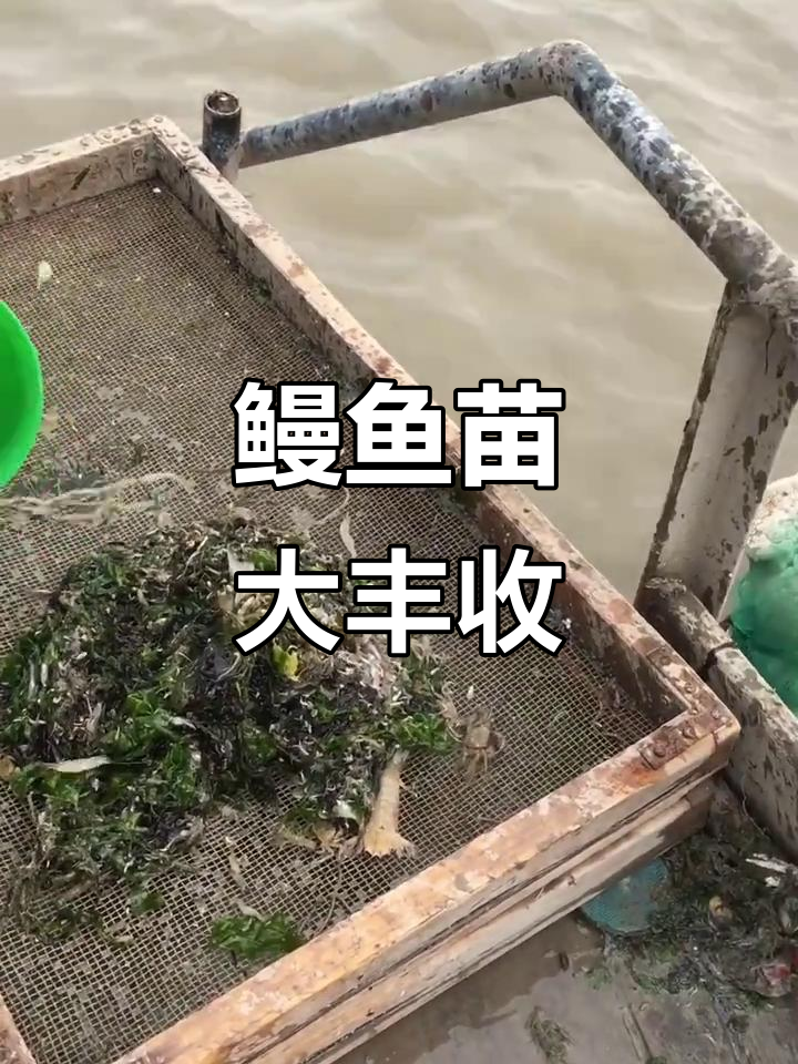 2026年鳗鱼苗丰收,出海捕捞第一网就赚到一亿