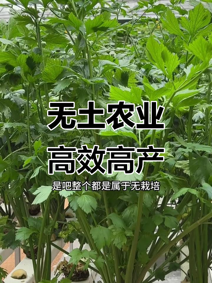 现代农业:温室无土栽培,十茬蔬菜轻松搞定