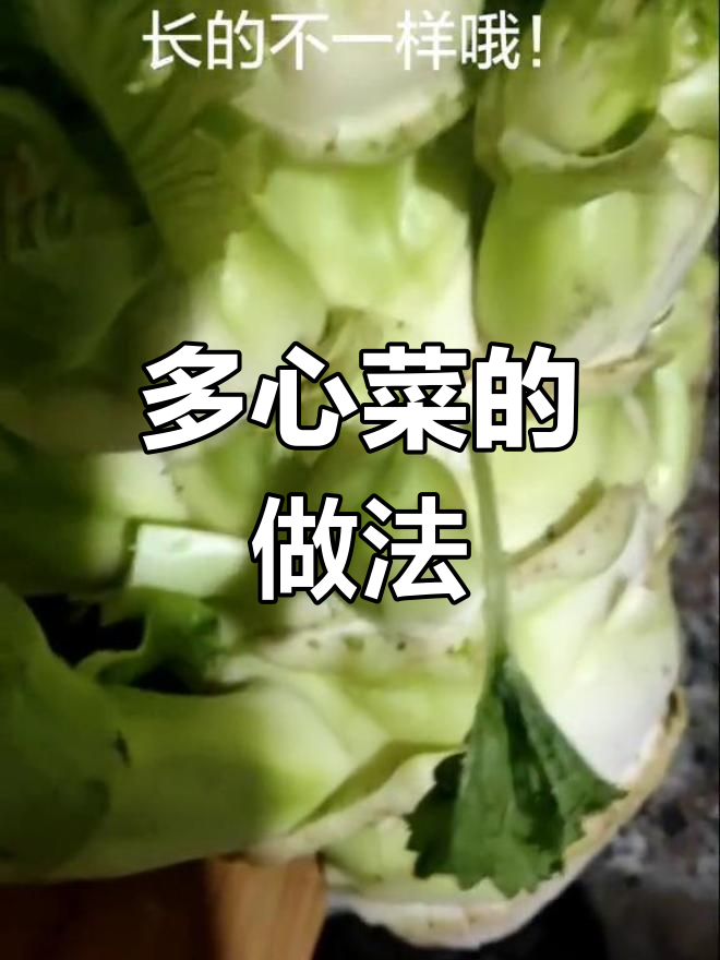 南方常见多心菜,清炒水煮更美味