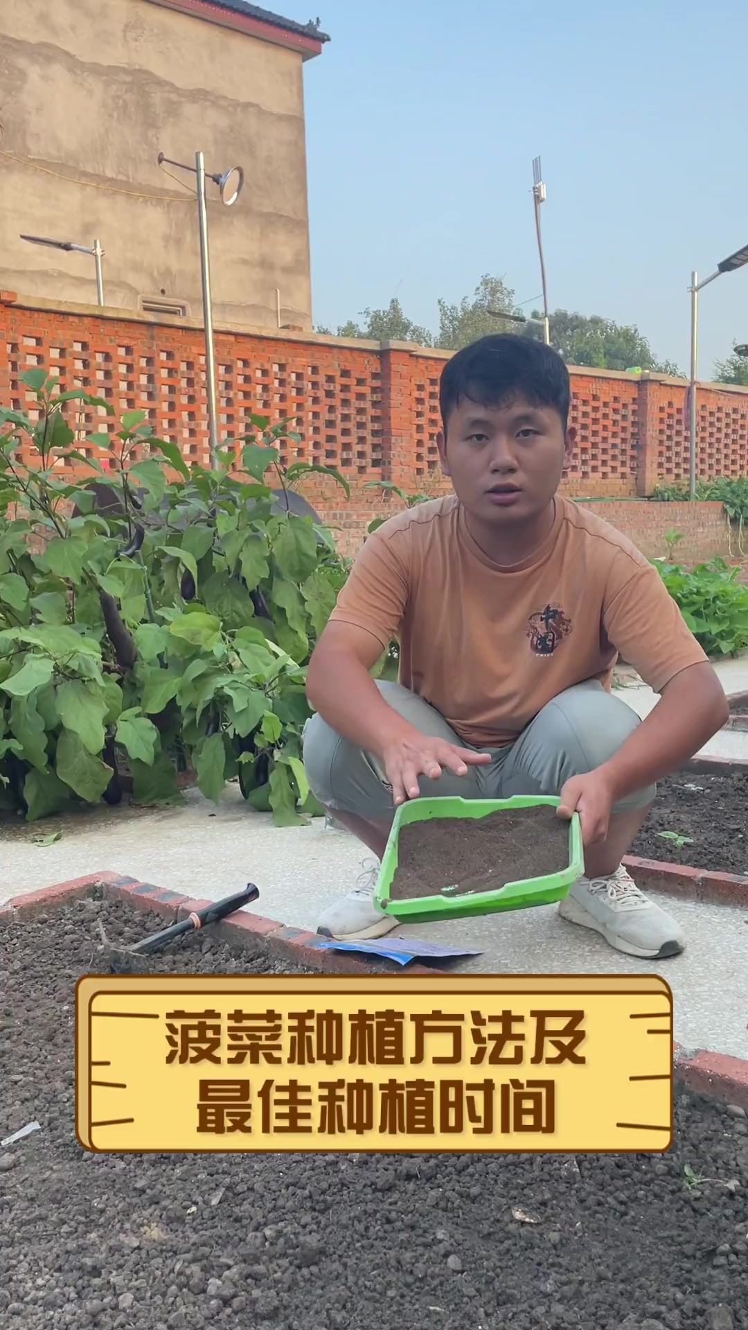 菠菜种植方法及最佳种植时间