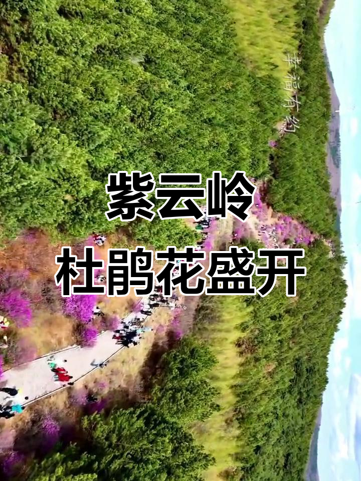 双鸭山紫云岭杜鹃花全景展示,美不胜收