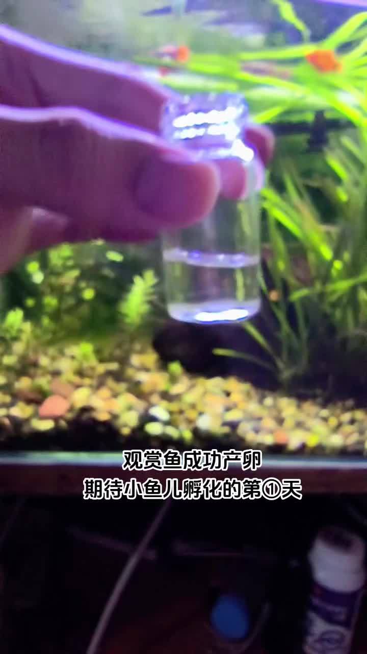 小鱼儿孵化需要注意啥呀?观赏鱼孵化 观赏鱼产卵了 好多好多受精卵 神器的物种 鱼籽孵化成小