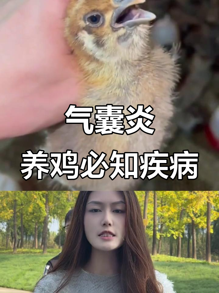 秋冬养鸡最怕的气囊炎,症状与防治方法全解析