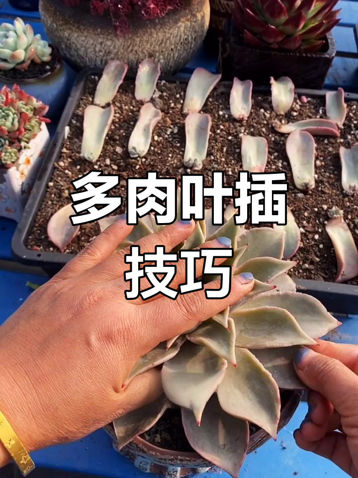 叶片轻松繁殖,多肉植物快速生长