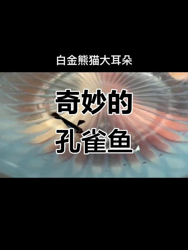 熊猫大耳朵种鱼,孔雀鱼的奇妙世界